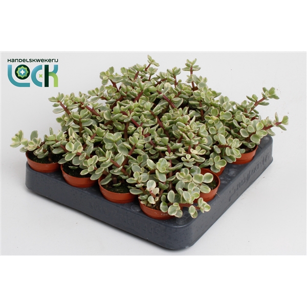 <h4>Portulacaria Afra Varigata</h4>