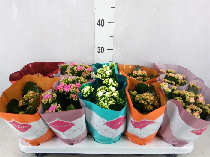 <h4>Kalanchoe blos. 'Perfecta'  ..mix 5</h4>