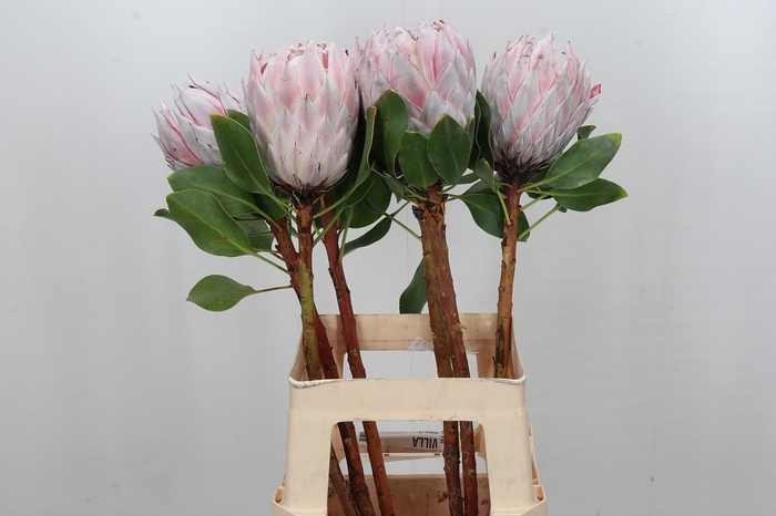 Protea Cynaroides