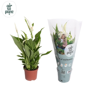 Air So Pure  Spathiphyllum Pearl Cupido