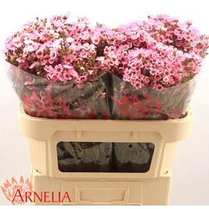 Chame Sarahs Delight Arnelia