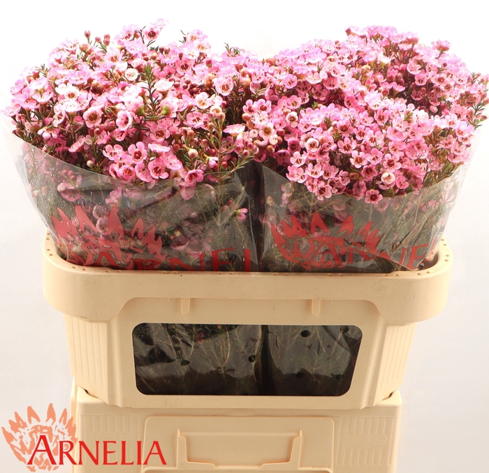 <h4>Chame Sarahs Delight Arnelia</h4>