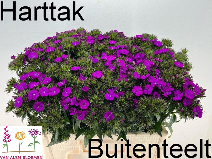 <h4>Dianthus barb Amazon Neon Purple</h4>