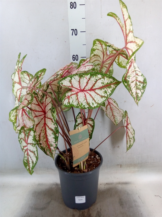 <h4>Caladium   ...</h4>