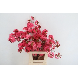 RHODO. DOUBLE PINK 065CM
