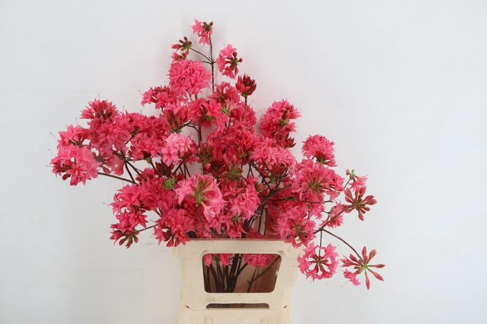<h4>RHODO. DOUBLE PINK 065CM</h4>