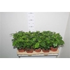Coffea Arabica
