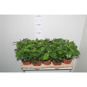Coffea Arabica