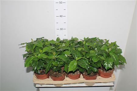 Coffea Arabica