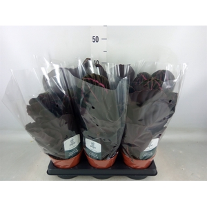Calathea roseopicta 'Dottie'