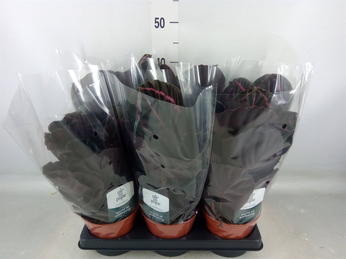 <h4>Calathea roseopicta 'Dottie'</h4>