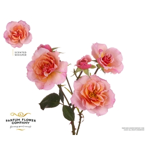 R Tr Parfum Scented Whisper