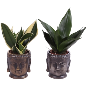 Sansevieria trif. Mix Pot Ø06cm Ceramic Buddha Gold/Silver Ø08cm