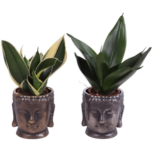 Sansevieria trif. Mix Pot Ø06cm Ceramic Buddha Gold/Silver Ø08cm