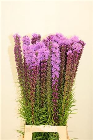 <h4>Liatris Callilepis</h4>