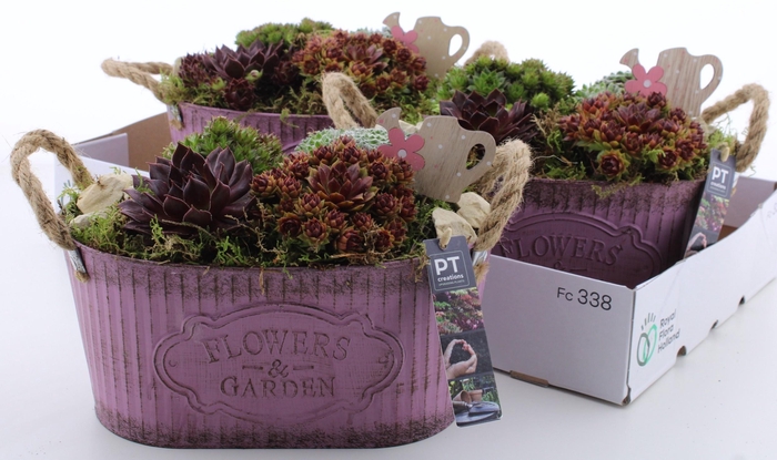 <h4>ARR SEMPERVIVUM</h4>