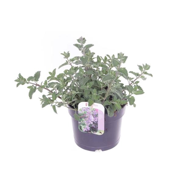Nepeta Faassenii Grp 'Six Hills Giant'