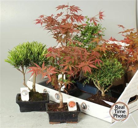 <h4>Bonsai Gem</h4>