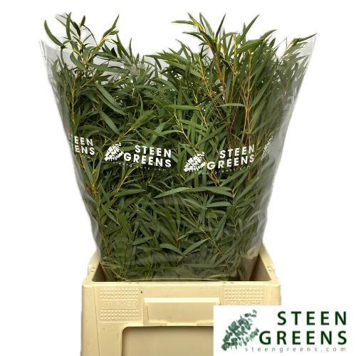 <h4>EUC NICHOLII P BS</h4>