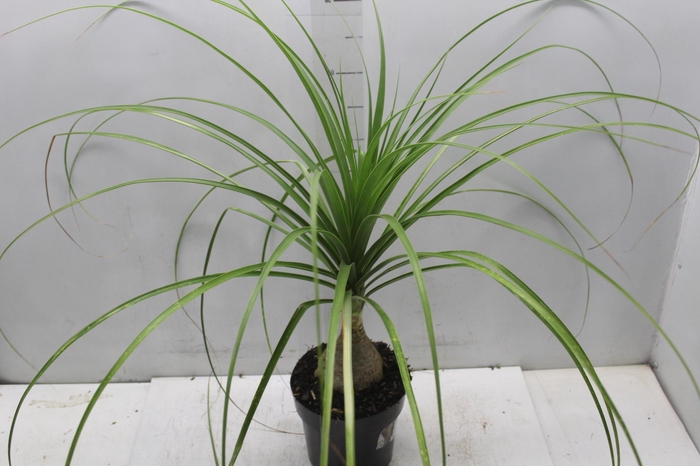 <h4>BEAUCARNEA P17</h4>