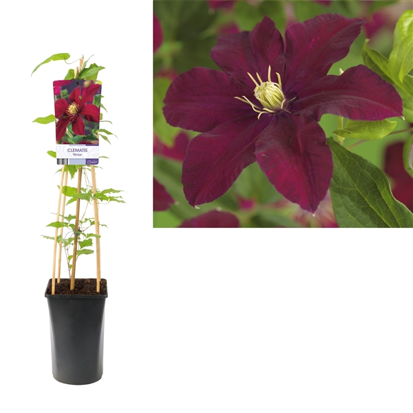 <h4>Clematis 'Niobe' +light label</h4>