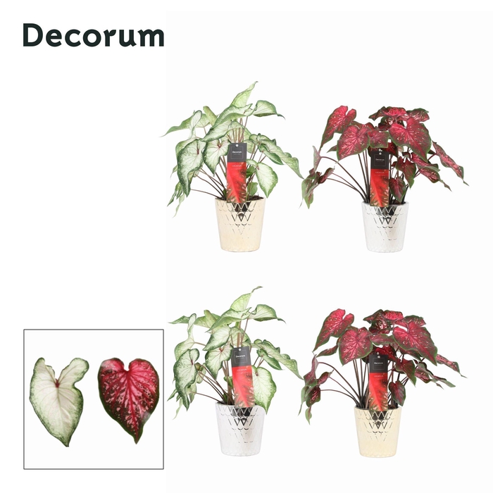 <h4>Caladium Mix in ompot Lovi KERST (Decorum)</h4>