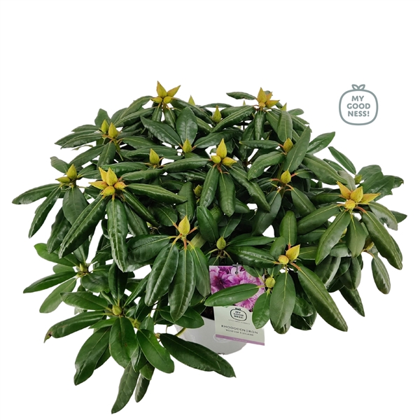 <h4>Rhododendron 40-50 /5 liter 'Roseum Elegans'</h4>