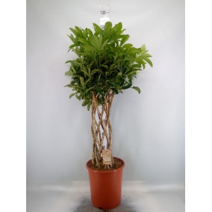 Schefflera arbor. 'Compacta'