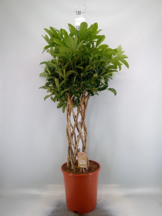 <h4>Schefflera arbor. 'Compacta'</h4>
