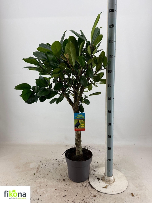 <h4>FICUS CYATHISTIPULA</h4>