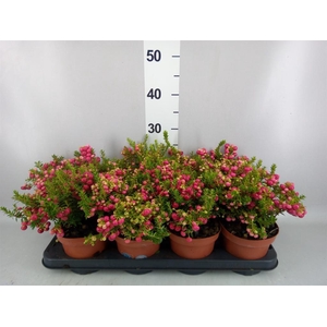 Gaultheria   ...red berry