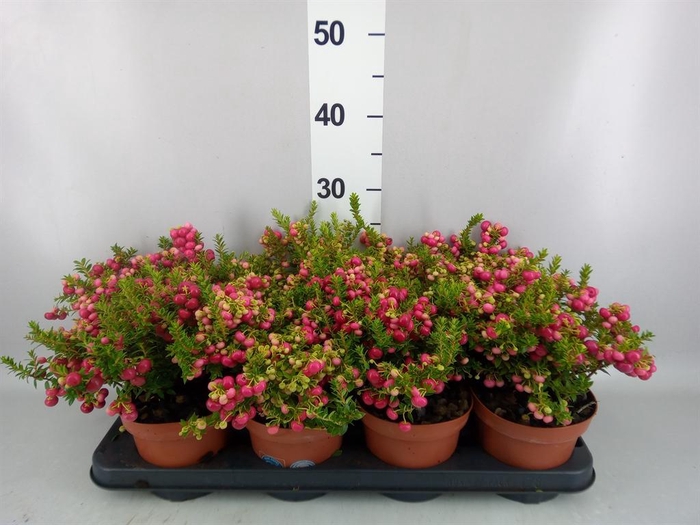 <h4>Gaultheria   ...red berry</h4>