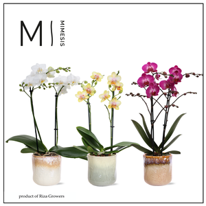 Phalaenopsis Multi Nature Mix 2 spike - 12cm in Ottawa | Mimesis