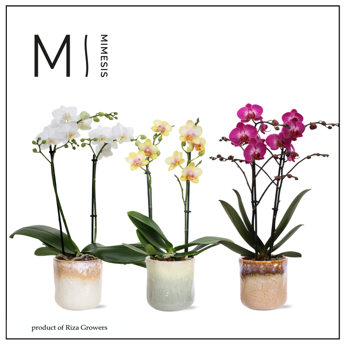 <h4>Phalaenopsis Multi Nature Mix 2 spike - 12cm in Ottawa | Mimesis</h4>