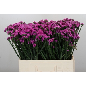 Limonium sinuatum Rosa Sun Birds