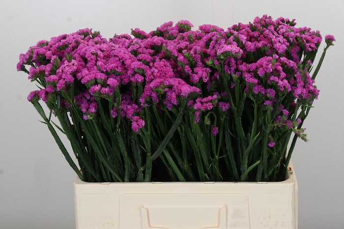 Limonium sinuatum Rosa Sun Birds