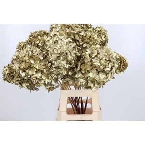 Hydrangea Candle Kl Bh Goud Dried