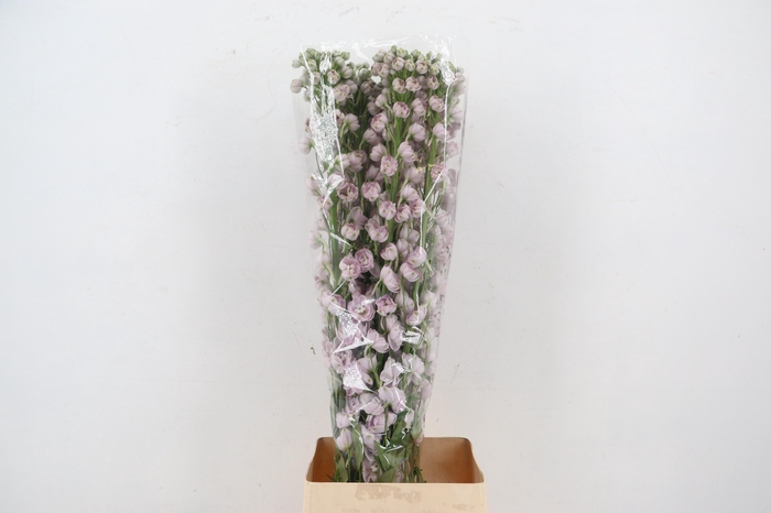 DELPH DU DEWI PINK SPIJKER