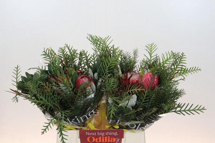 <h4>BQ Protea Dotti Portugal</h4>