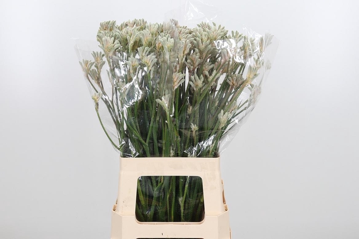 <h4>Anigoz Bush Diamond</h4>