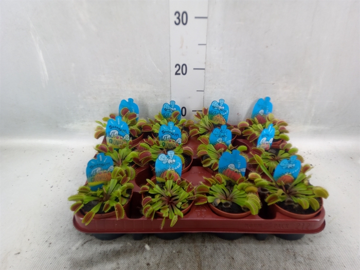 <h4>Dionaea muscipula</h4>