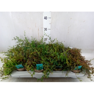 Selaginella uncinata 'Peacock'