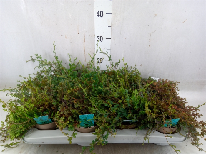 <h4>Selaginella uncinata 'Peacock'</h4>