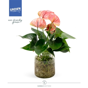 Anthurium - KARMA Pink | Agua di Karma | Melkbus