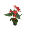 ANTHURIUM P15 VERMELHO