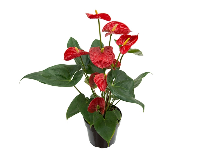 <h4>ANTHURIUM P15 VERMELHO</h4>