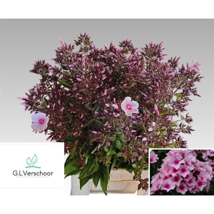 Phlox P Bri Eyes