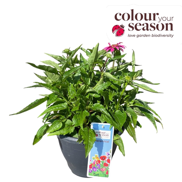 <h4>Echinacea Powwow P26</h4>