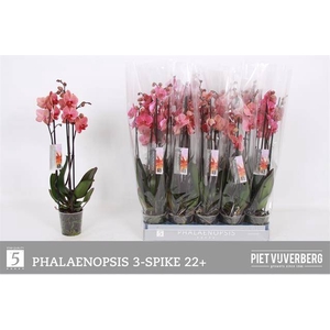 Phal Ov Rood
