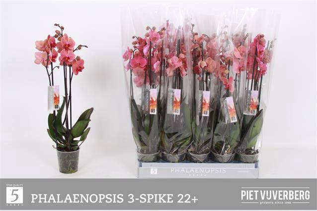 <h4>Phal Ov Rood</h4>